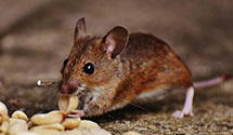 24 Hour & Emergency Exterminators in Naples, ME